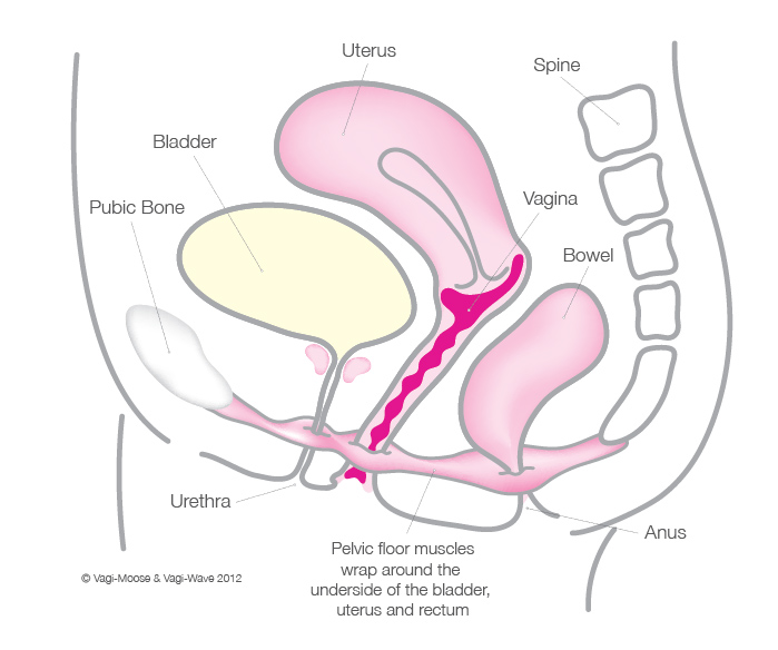 Pelvic Floor Muscles Symptoms Of Tight Pelvic Floor Muscles