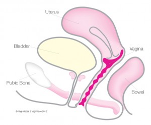 Gynaecological Diagram